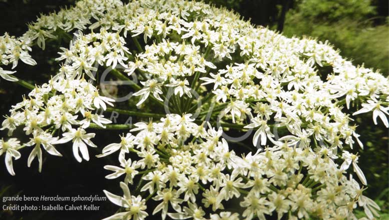 la grande berce - Heracleum sphondylium